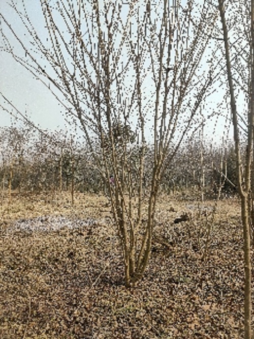 陕西丛生地锦槭种植基地-- 陕西华彩园林苗木花卉基地