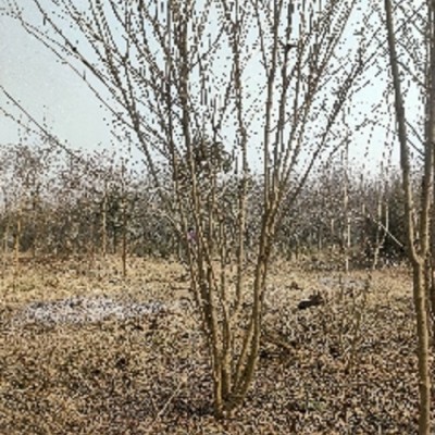 陕西丛生地锦槭种植基地