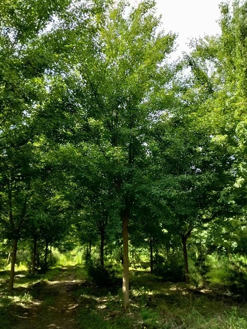 陕西三角枫种植基地-- 陕西华彩园林苗木花卉基地