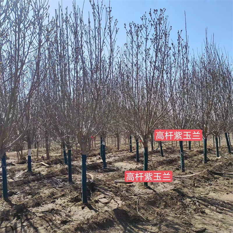 北京石榴树栽植中的注意事项-- 北京大兴果树基地