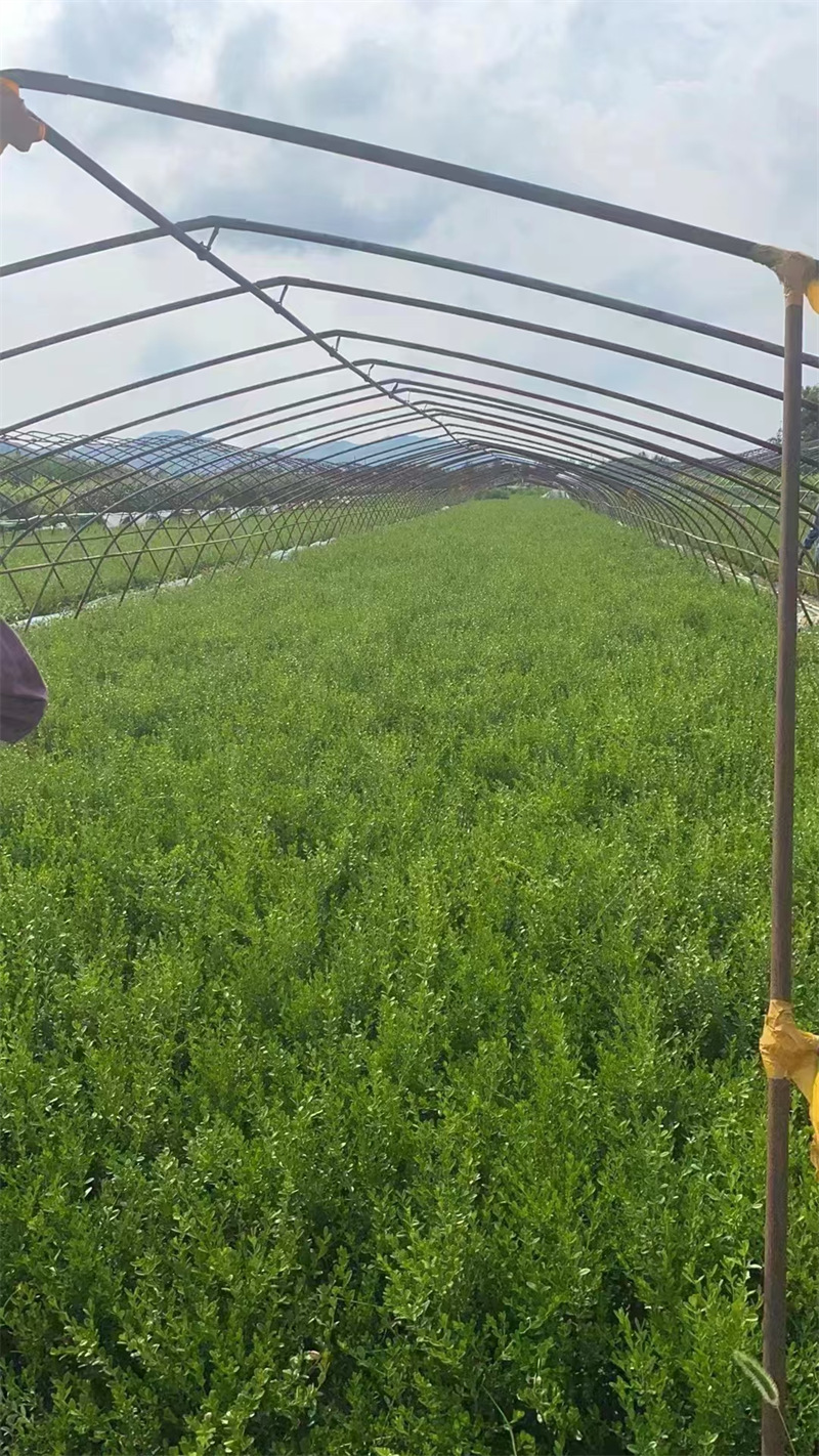 哈尔滨园林植物浇水指南，关键注意事项