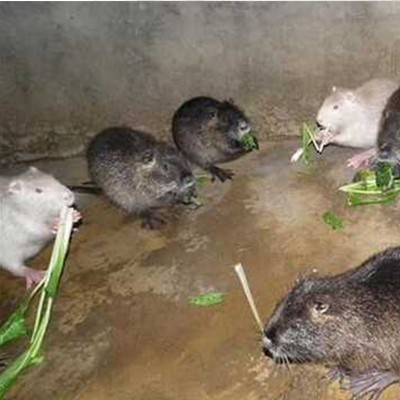 贵州海狸鼠喜欢什么样的食物组合