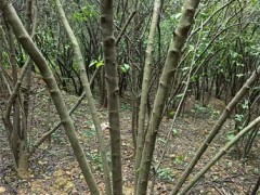 广西岗梅苗种植：潜力与前景并重的特色农业产业