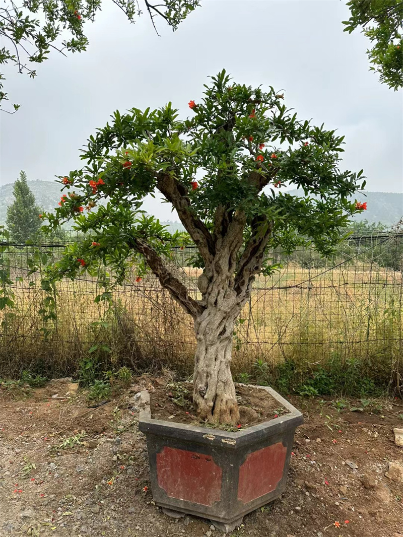 石榴树，自然之赐的美丽与馈赠-- 北京宏伟果树苗木基地
