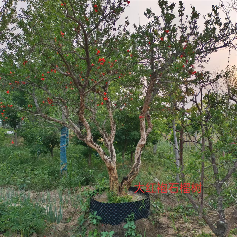 北京石榴树，古城中的生态瑰宝-- 北京大岭园艺果树基地
