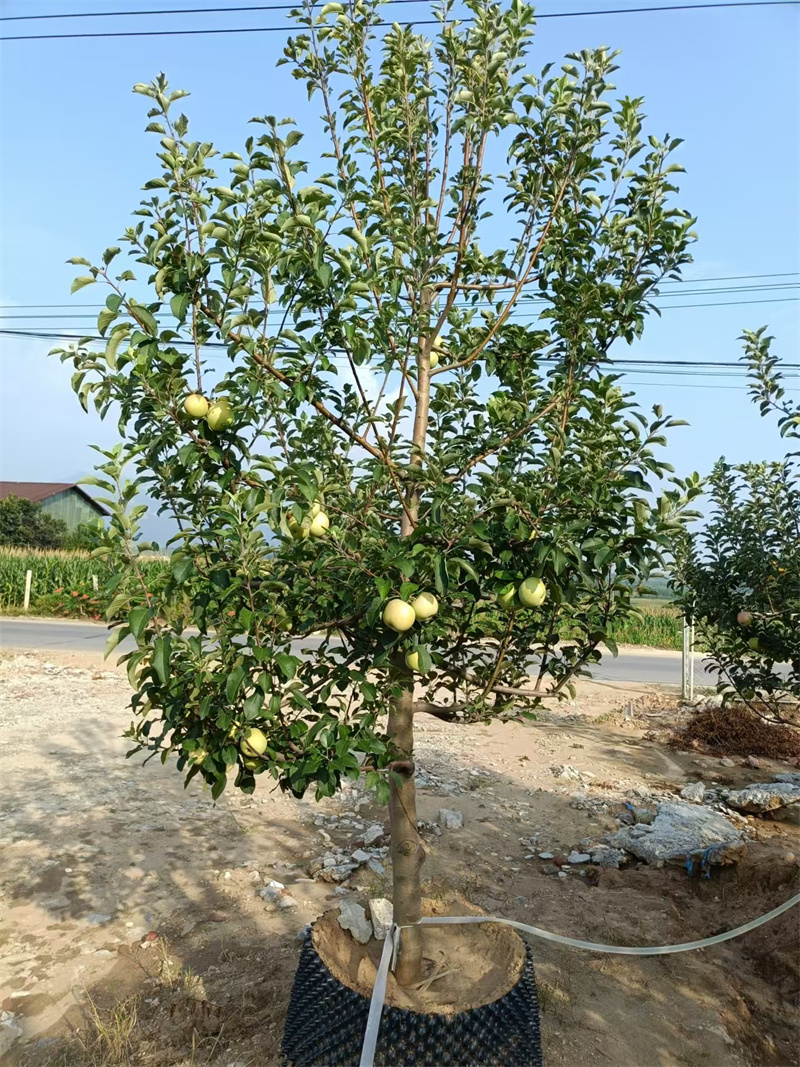 北京苹果树，城市中的自然绿洲-- 北京大岭园艺果树基地