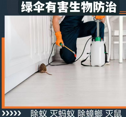威海灭白蚁解析防治白蚁的四种方法