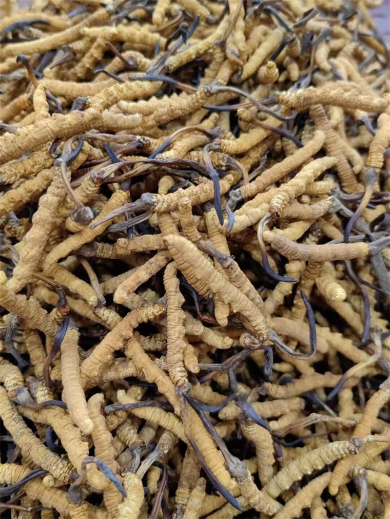 龙泉驿冬虫夏草简易鉴别真伪方法-- 龙泉驿天府烟酒回收店