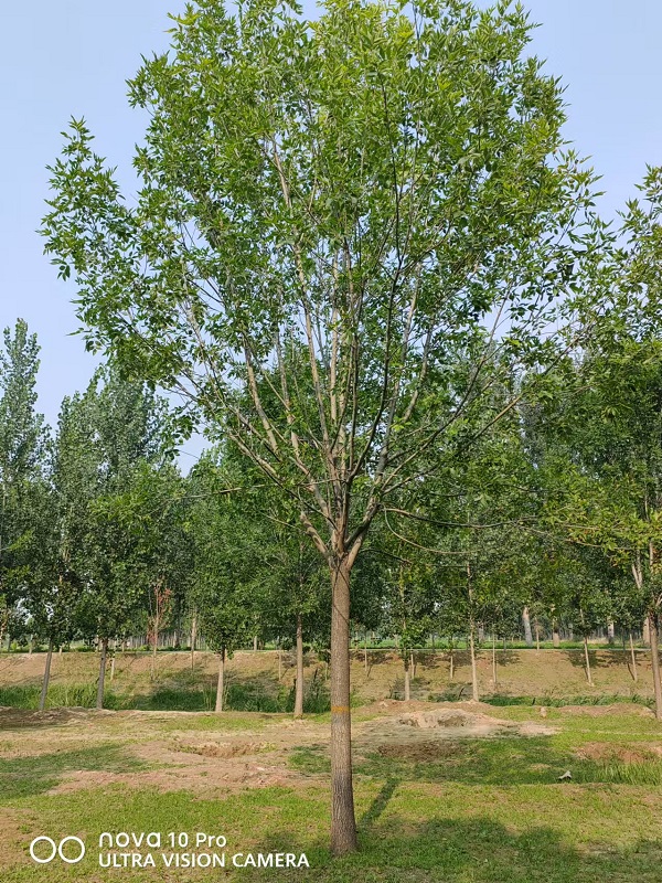 山东速生白蜡种植基地-- 山东省诚信苗圃