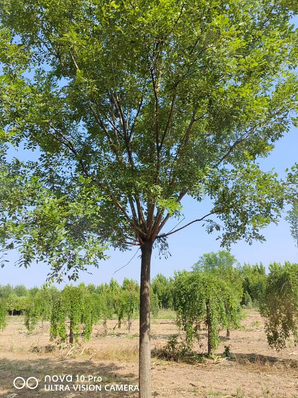 国槐花落满地 环卫工不忍清扫 大河报-- 山东省诚信苗圃