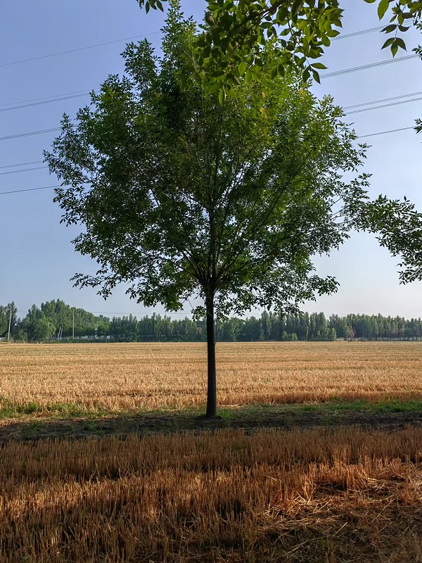 山东国槐萌动前裸根移植选土壤肥沃-- 山东省诚信苗圃