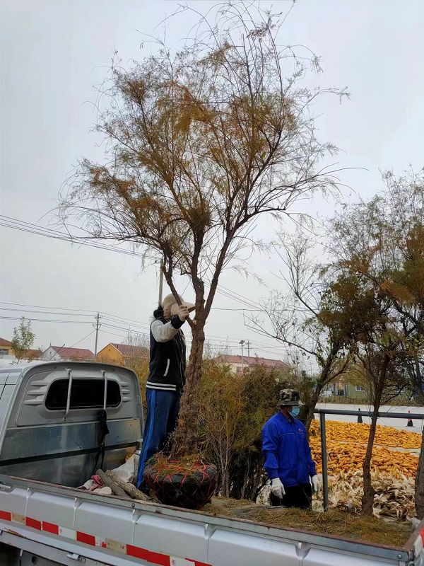 山东怪柳的繁殖方式有哪些-- 山东省诚信苗圃