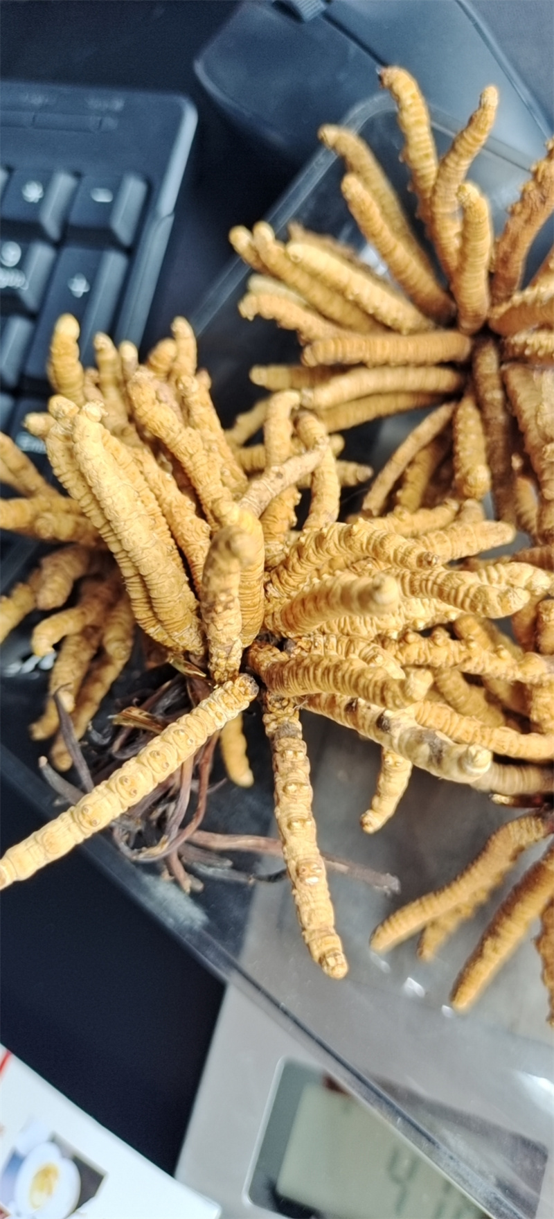 鉴别虫草的相关要点讲解，一篇详尽指南