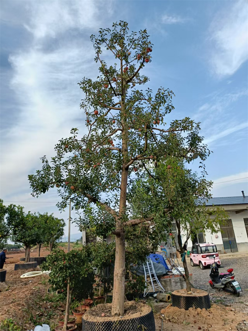北京苹果树，都市绿洲中的自然印记-- 北京大兴果树基地