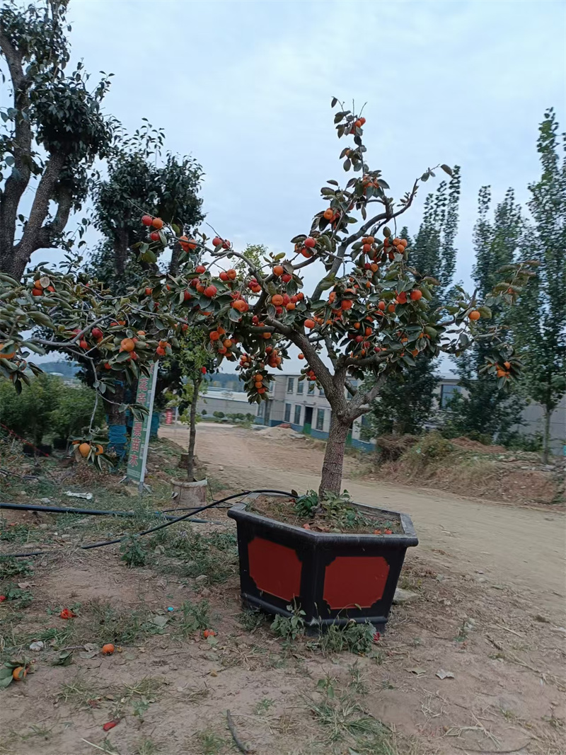 北京石榴树，古都中的红宝石
