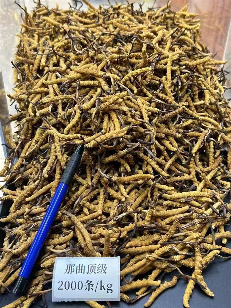 不同产地的冬虫夏草怎样区分-- 成都鸿运烟酒回收中心