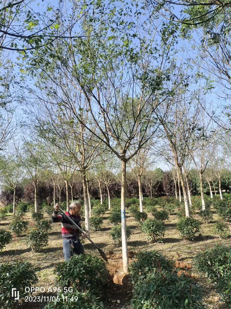 小区绿化苗木如何养护-- 陕西景盛苗圃基地