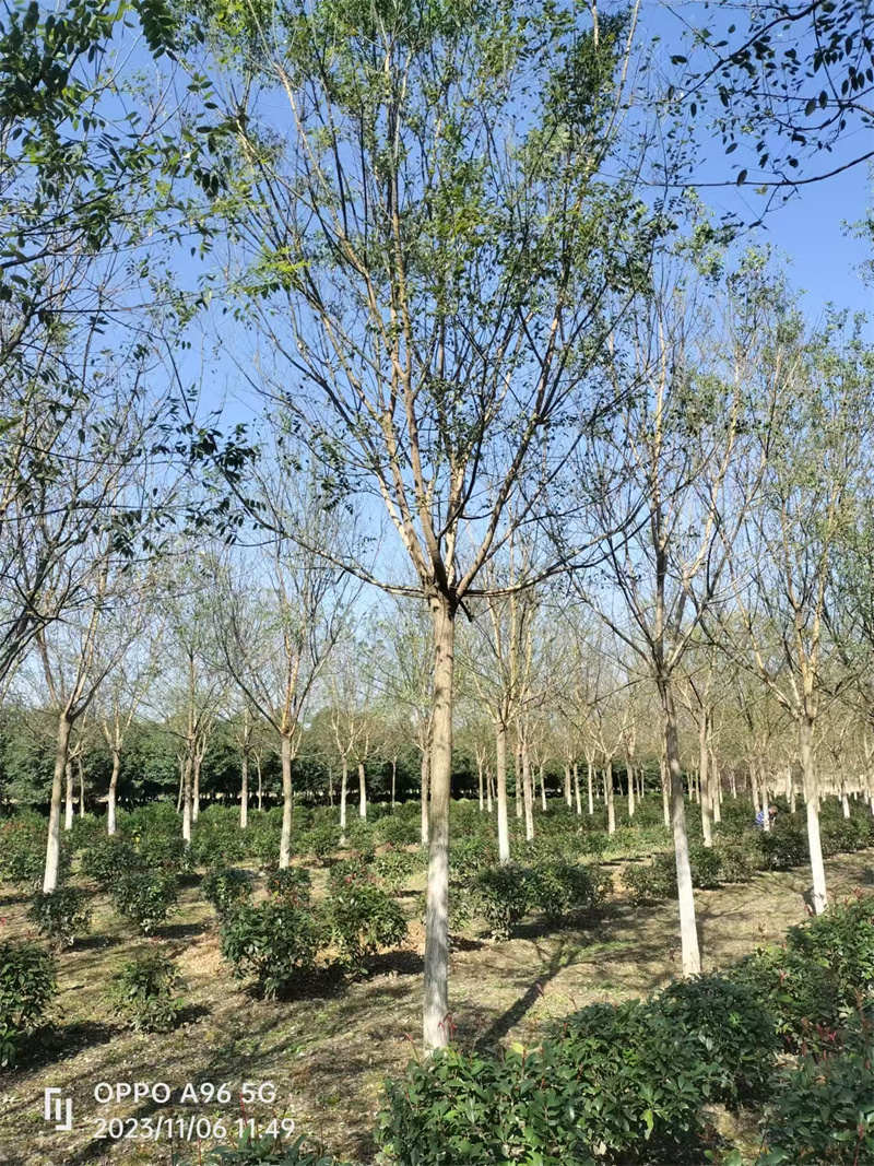 如何有效管理苗圃基地以保障植物健康成长-- 陕西景盛苗圃基地