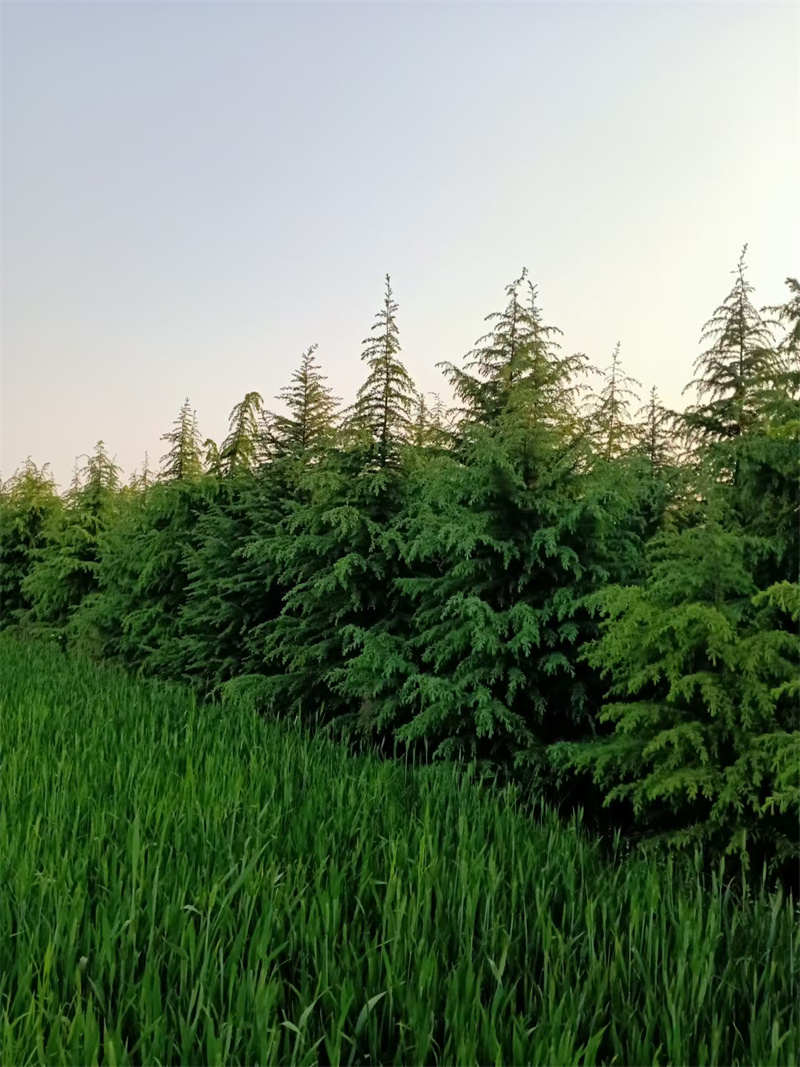 陕西苗木行业未来发展趋势如何呢-- 陕西景盛苗圃基地