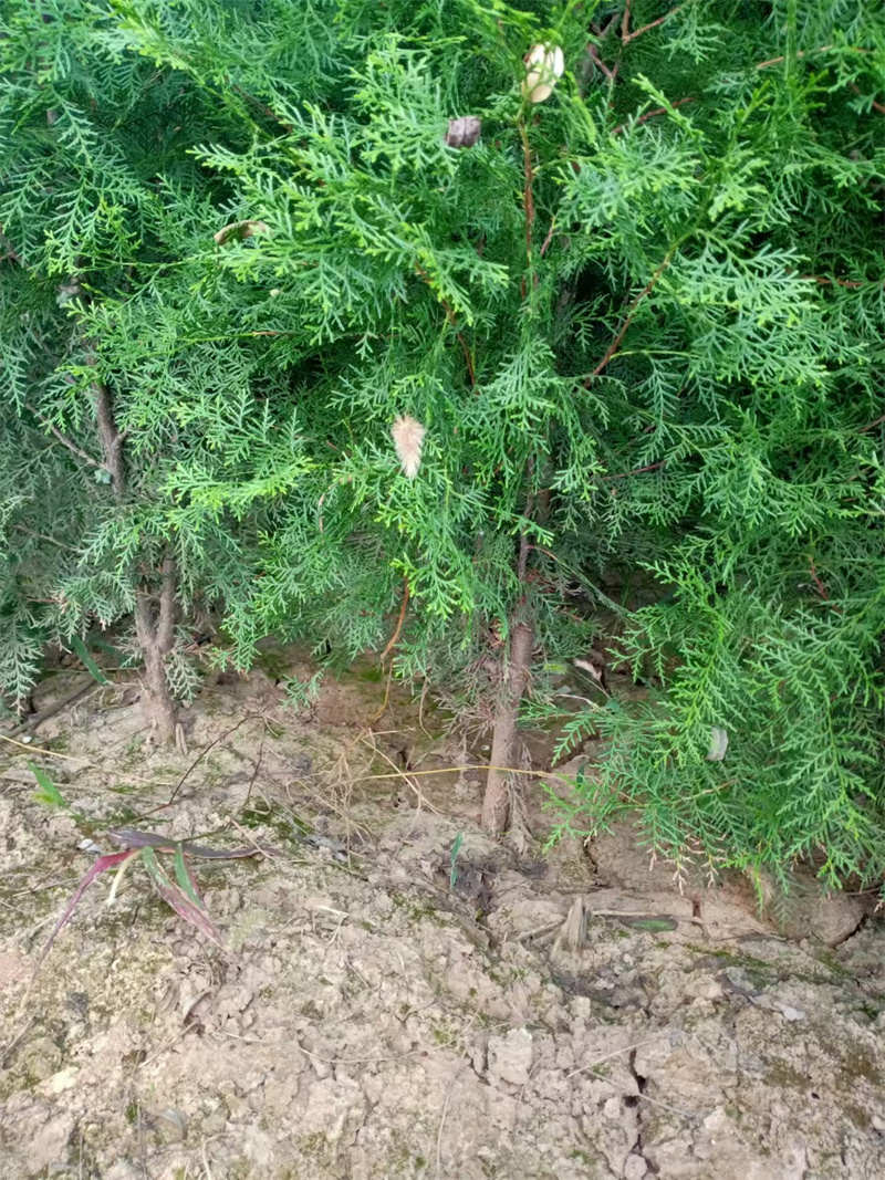 陕西苗圃幼苗移植技巧全解析-- 陕西景盛苗圃基地