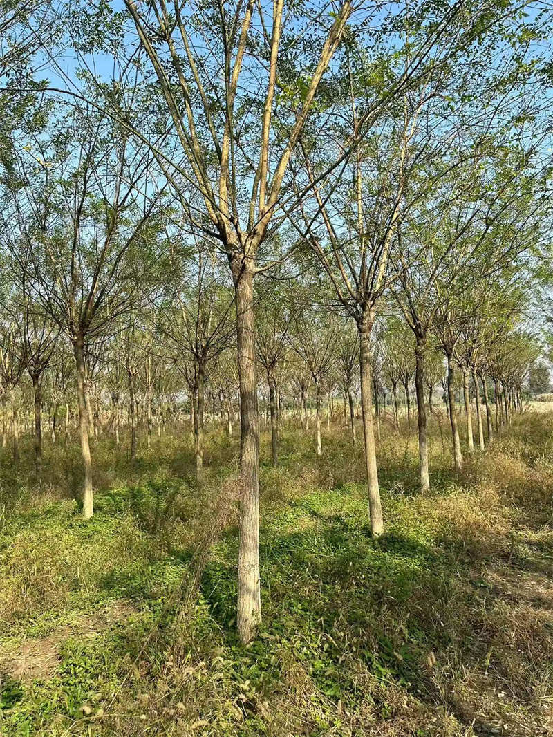 西安苗木，绿动城市，美化家园的璀璨明珠-- 陕西景盛苗圃基地