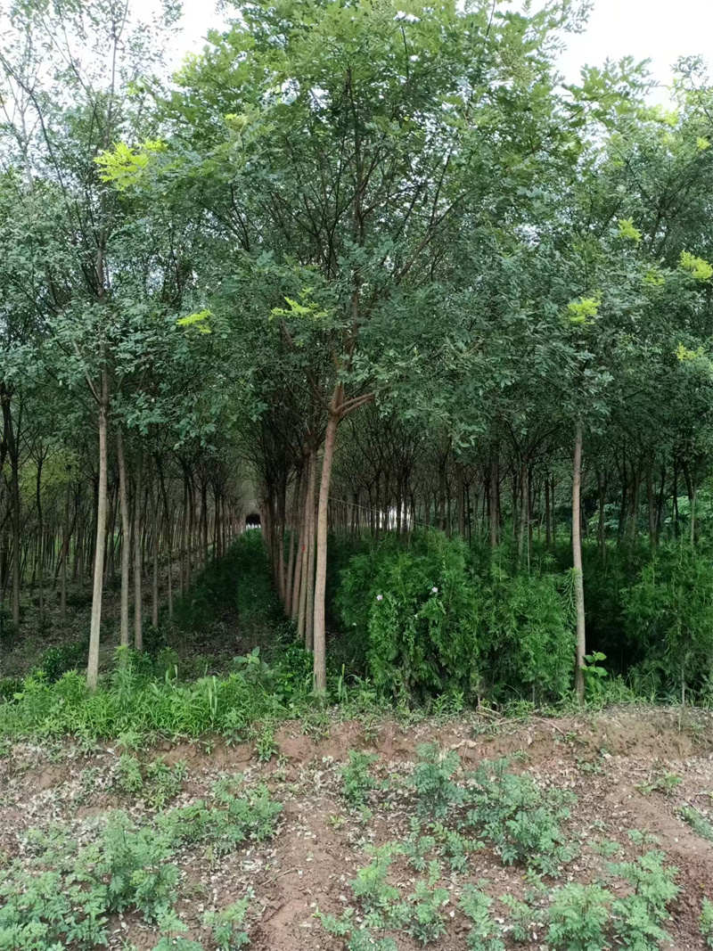 探索陕西苗圃基地的绿色奇迹-- 陕西景盛苗圃基地