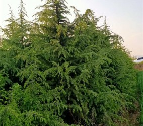 高效管理陕西苗木基地的五大策略
