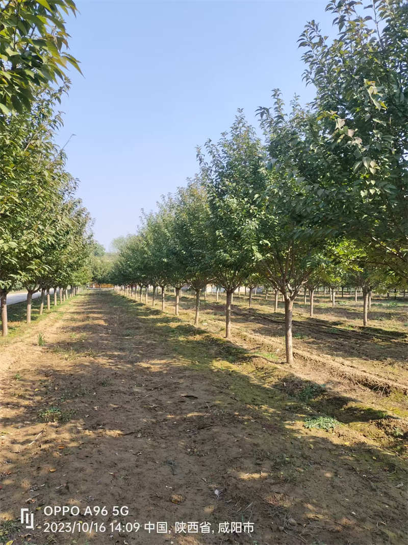 陕西赏樱攻略，寻找粉色浪漫的最佳去处-- 陕西景盛苗圃基地
