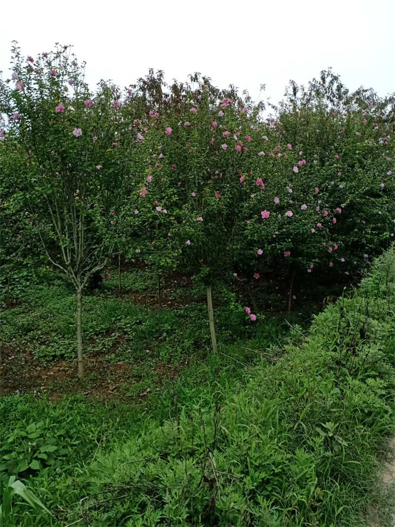 探索陕西苗圃基地的绿色奇迹-- 陕西景盛苗圃基地