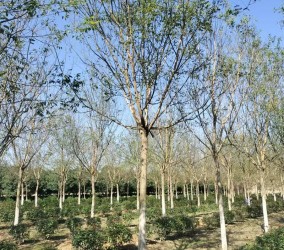 高效管理陕西苗木基地的五大策略