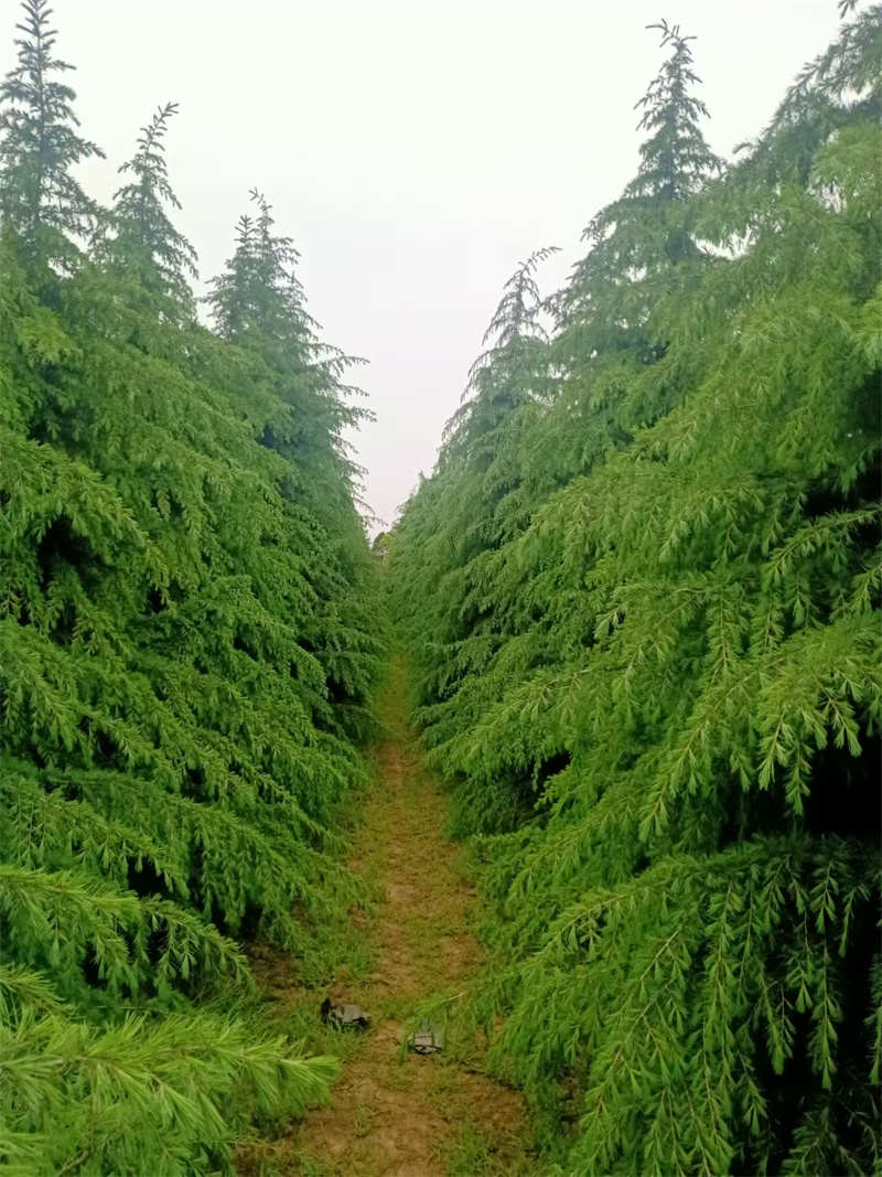 西安苗圃基地，绿色心脏，城市绿肺的守护者
