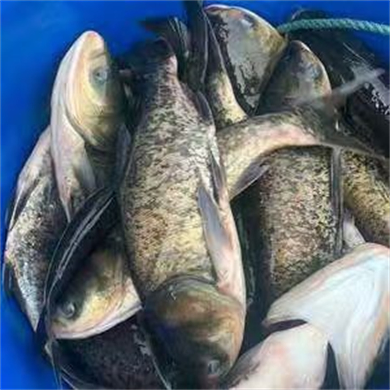 上海淡水花鲢鱼养殖成本有哪些