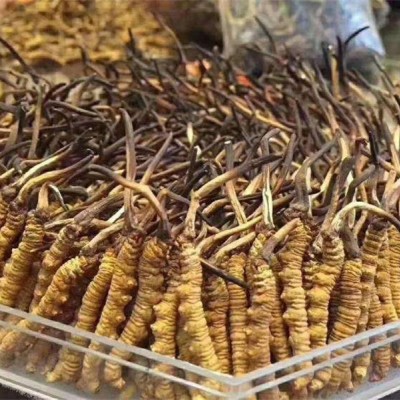 广汉虫草回收厂家，专业与信赖的典范