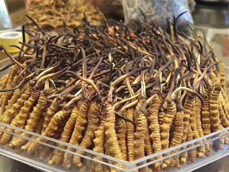 仁寿虫草回收厂家——您的虫草处理专家