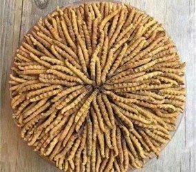双流冬虫夏草简易鉴别真伪方法