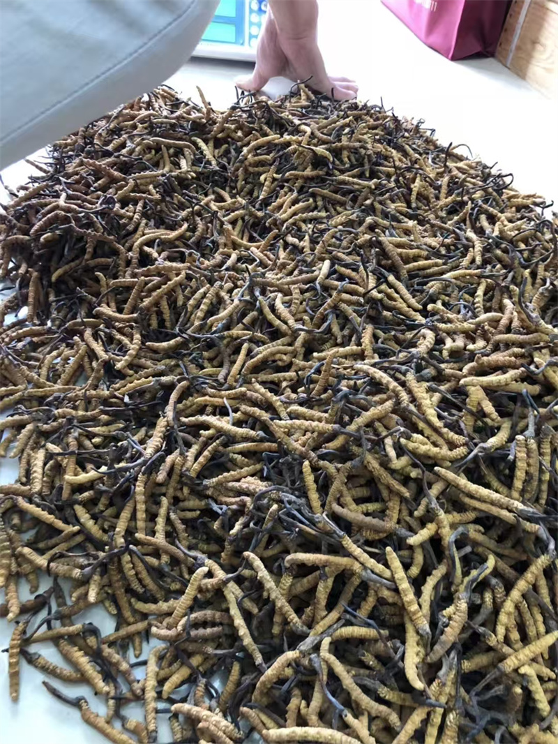 惠州虫草回收，诚信与专业的典范-- 惠州鑫盛烟酒礼品回收行