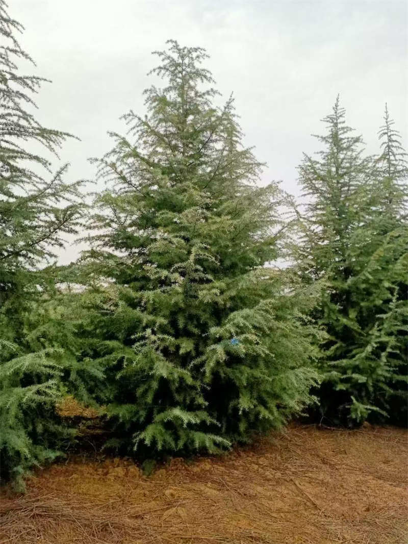 陕西雪松出售，品质卓越价格优惠——绿化工程****苗木