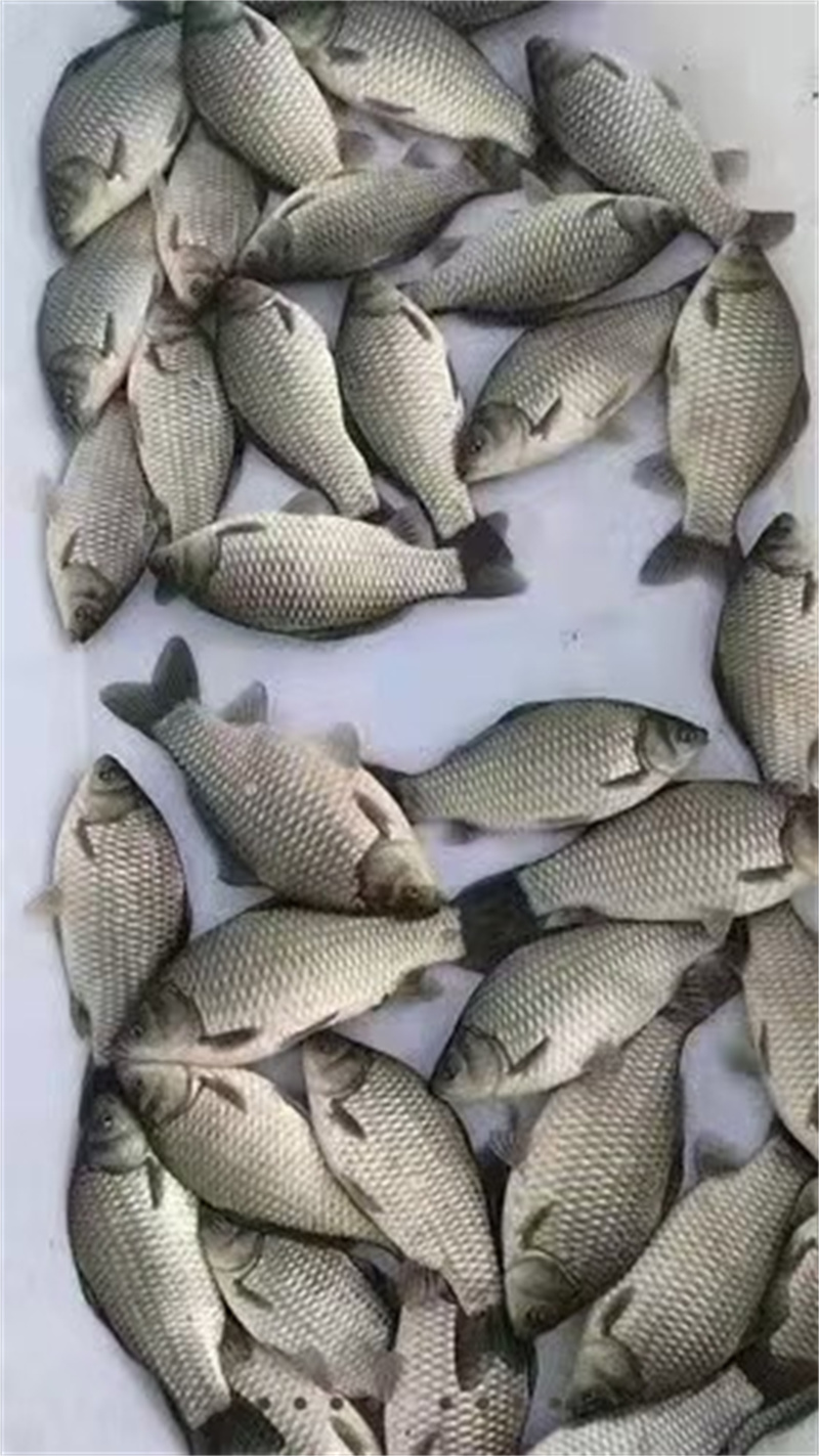 上海草鱼放苗前整理池塘的步骤详解