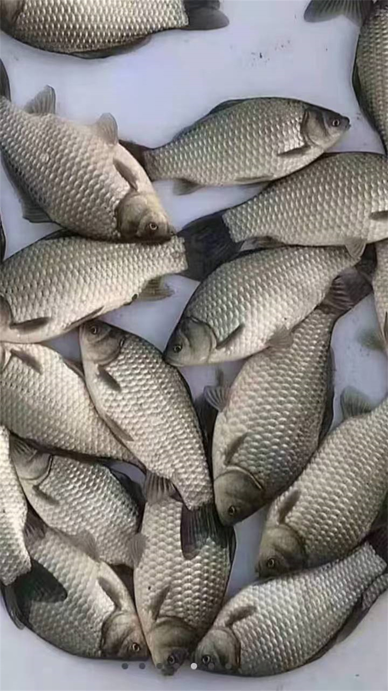 养鱼调水到底调的是什么