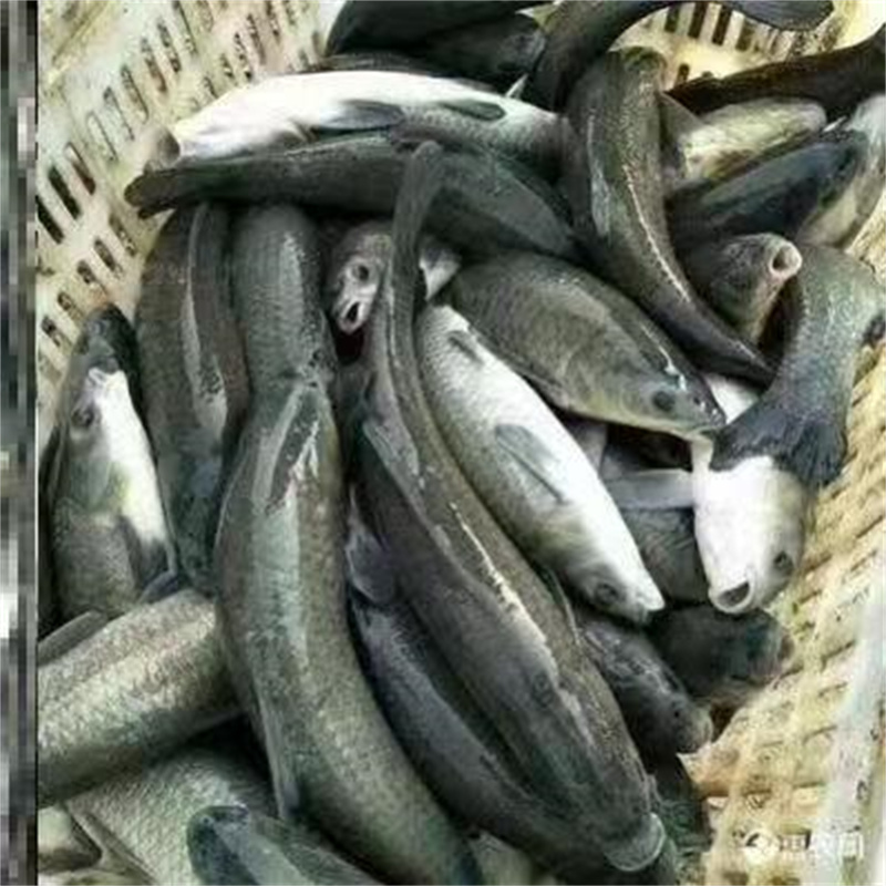 揭秘上海淡水鱼批发市场的价格秘密