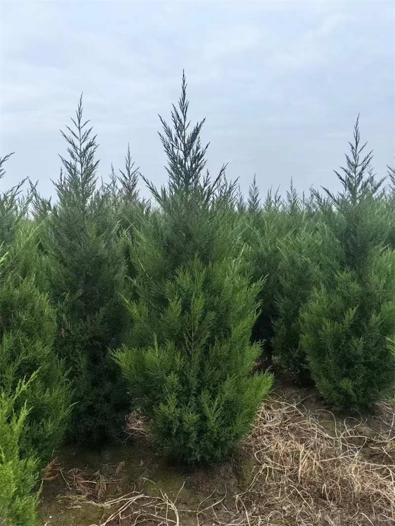 陕西苗木基地，绿色宝库的摇篮