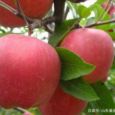 苹果树