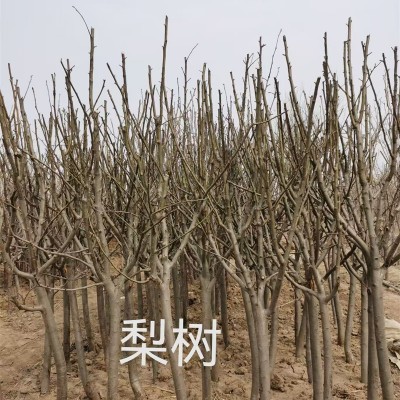 梨树