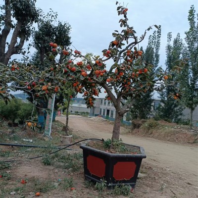 北京果树批发基地大盘点