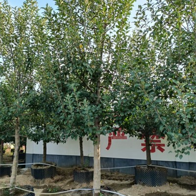 北京石榴树基地