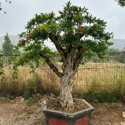 北京石榴树基地，千年红果与现代生态