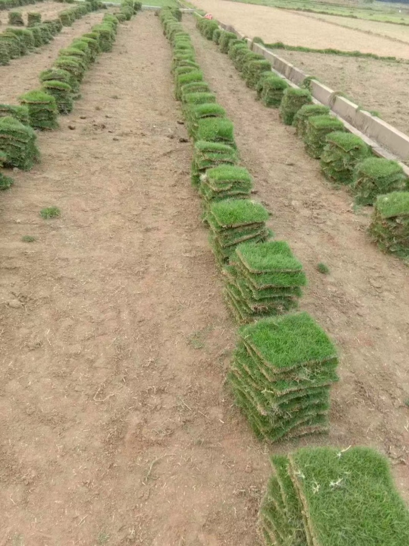 海南草皮的养护管理-- 海南绿化草皮基地直销