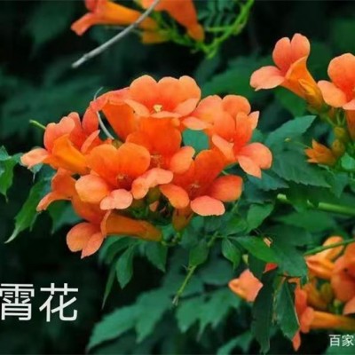 凌霄花