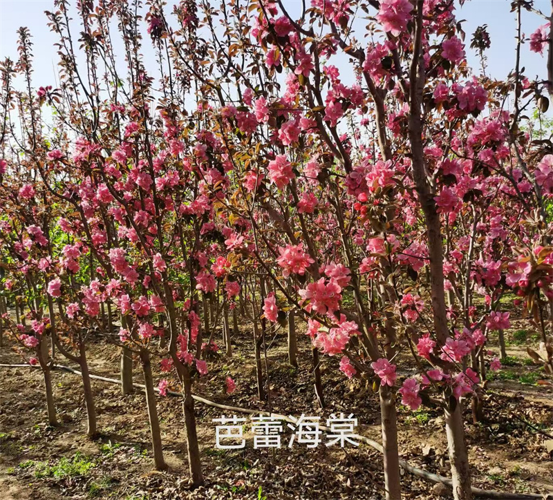 芭蕾海棠-- 北京蒙山果树技术研究院公司