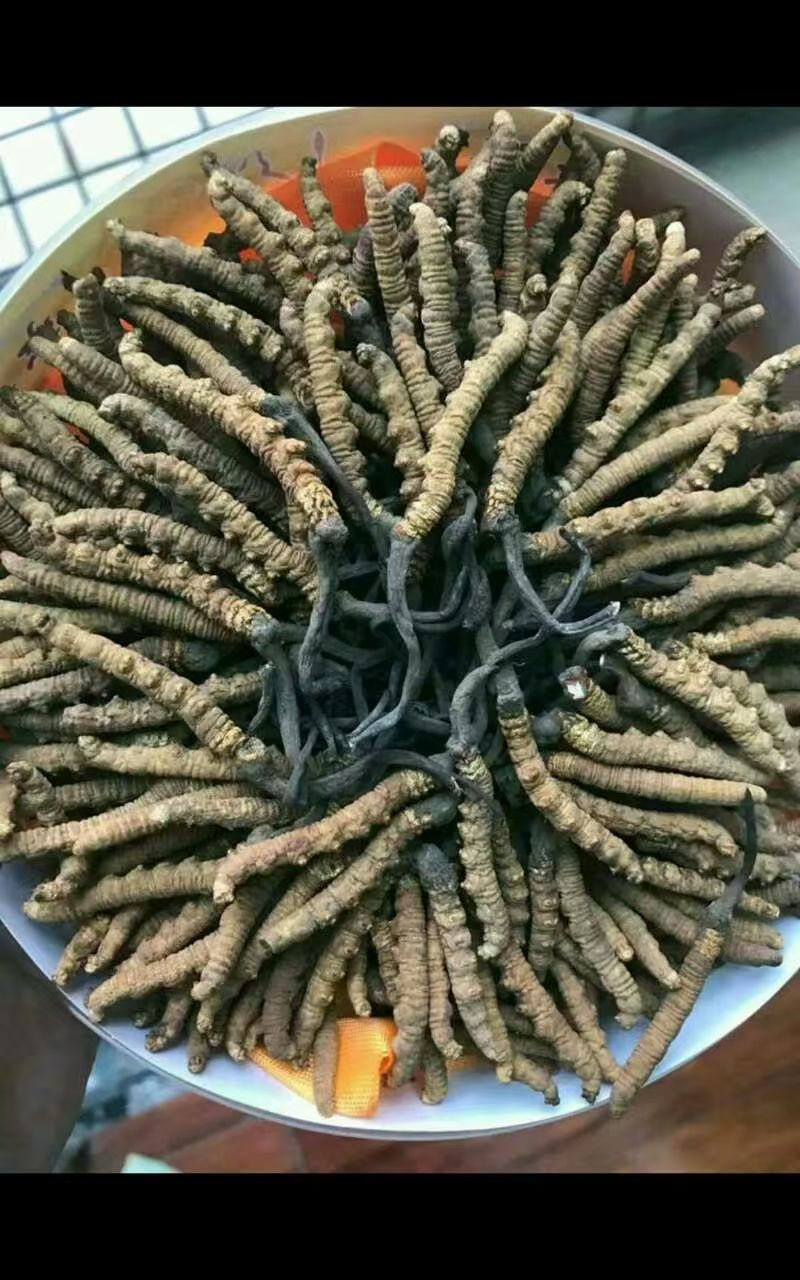影响广州冬虫夏草质量的因素有哪些